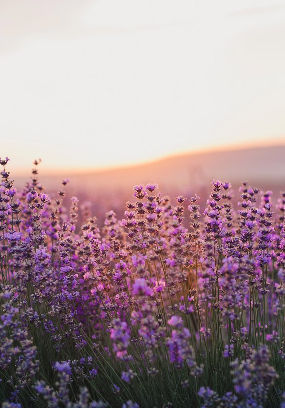 Women's Health - Dr. Andrea Mazzola, Naturopathic Medicine, Telehealth